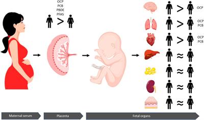 Sexually Dimorphic Accumulation of Persistent Organic Pollutants in Fetuses